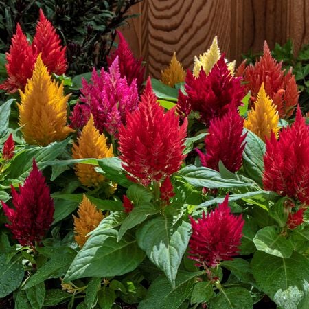 Mix Kimono, Celosia Seeds - Packet image number null